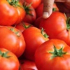 Domateste düşük fiyat sıkıntısı