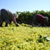 Açıklanan kuru üzüm fiyatı çiftçileri ve TARİŞ İ sevindirdi Açıklanan kuru üzüm fiyatı çiftçileri ve TARİŞ İ sevindirdi