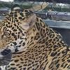 Selfie yapmaya çalışırken jaguarın saldırısına uğradı Selfie yapmaya çalışırken jaguarın saldırısına uğradı