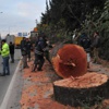 Yurttaşa yakacak olarak dağıtılacakmış Yurttaşa yakacak olarak dağıtılacakmış