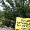 İnegöl'de üç mahalleye şap karantinası İnegöl'de üç mahalleye şap karantinası