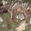 Çizgili sırtlanı köpeklere parçalatıp, tüfekle öldürdüler Çizgili sırtlanı köpeklere parçalatıp, tüfekle öldürdüler