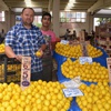 Limon fiyatları tavan yapınca... Limon fiyatları tavan yapınca...