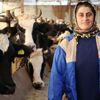 İnekler kesime gitti süte zam geldi İnekler kesime gitti süte zam geldi