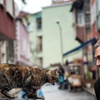 Orhan Pamuk: Boza satışlarını artırdım Orhan Pamuk: Boza satışlarını artırdım