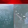 Marmara’da denizanası istilası Marmara’da denizanası istilası