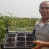 İzlediği belgeselden etkilenip böğürtlen ekti, şimdi siparişlere yetişemiyor İzlediği belgeselden etkilenip böğürtlen ekti, şimdi siparişlere yetişemiyor