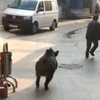 Video: Beykoz'da Denizden Domuz Çıktı! Video: Beykoz'da Denizden Domuz Çıktı!