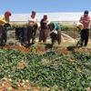 Satılmayan salatalıklar çöpe gitti Satılmayan salatalıklar çöpe gitti
