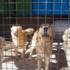 Marmaris sokaklarındaki cins köpekler İngiltere yolcusu