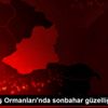 Sarıkamış Ormanları nda sonbahar güzelliği