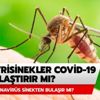 Koronavirüs sivrisinekten bulaşır mı? Sivrisinekler korona virüsü taşır mı? Koronavirüs sivrisinekten bulaşır mı? Sivrisinekler korona virüsü taşır mı?