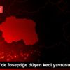 Eskişehir de foseptiğe düşen kedi yavrusu kurtarıldı Eskişehir de foseptiğe düşen kedi yavrusu kurtarıldı