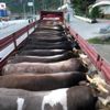 Boyabat tan Marmara Bölgesi ne kurbanlık sevkiyatı Boyabat tan Marmara Bölgesi ne kurbanlık sevkiyatı