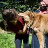 Otomobilin çarptığı köpeği sevgiyle yaşama bağladılar