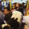 Metrobüse kurbanlık koçla bindi Metrobüse kurbanlık koçla bindi
