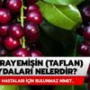 Karayemiş faydaları nelerdir? Karayemiş meyvesi faydaları (Taflan)
