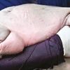 ‘Yetim' dugong hayatını kaybetti