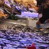 El yakan hamsiye büyük talep