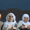 Tarihin canlı tanıkları... Asırlık çınarlar Tarihin canlı tanıkları... Asırlık çınarlar