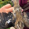 Bilim insanları neye uğradığını şaşırdı. Sol tarafı dişi sağ tarafı erkek