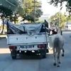 Atı kamyonetin arkasına bağlayıp koşturdu