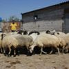 Çaldığı koyunların parasını gazinoda yedi Çaldığı koyunların parasını gazinoda yedi