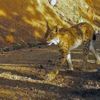 Fotokapanla görüntülendi Fotokapanla görüntülendi