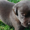 Uçağa alınmayınca yavru köpeği öldürdü Uçağa alınmayınca yavru köpeği öldürdü