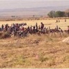 IŞİD Kobani'ye sızdı: 12 ölü