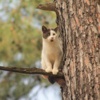Doğum Gününde Kedi Kurtarma Operasyonu Doğum Gününde Kedi Kurtarma Operasyonu