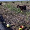 Tarlada kalan karpuz keçilere yem oldu Tarlada kalan karpuz keçilere yem oldu