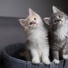 ﻿Bilim insanları kedi videoları izleyecek gönüllüler arıyor
