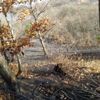 İnegöl de orman yangını (2)