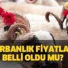 Kurbanlık koç ve koyun fiyatları 2020 ne kadar oldu? İl il koyun-koç fiyatları