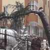 İstanbul'da ağaçlar kara dayanamadı İstanbul'da ağaçlar kara dayanamadı