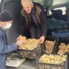 Melki mantarı cep yakıyor Melki mantarı cep yakıyor