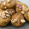Filizlenen patates ölüme neden oluyor! Filizlenen patates ölüme neden oluyor!