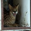 Türkiye'de sadece bir tane var, İstanbul'da bulunan Serval kedisi Gaziantep'te koruma altına alındı