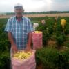 Tarlada çalışanlar, kovaları havaya fırlatarak sezonu ... Tarlada çalışanlar, kovaları havaya fırlatarak sezonu ...