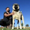 İtalya’nın ‘Sivas Kangalı’ çağrısına yanıt İtalya’nın ‘Sivas Kangalı’ çağrısına yanıt