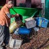 Zeytin kazandırmayınca yerine avokado dikildi Zeytin kazandırmayınca yerine avokado dikildi