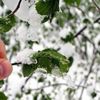 "Zirai don" uyarısı meteorolojiden geldi