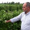 Kadirli de kültür böğürtleni hasadı başlıyor