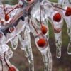 Meteorolojiden 4 ile zirai don uyarısı Meteorolojiden 4 ile zirai don uyarısı