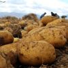 Kuraklığa dayanıklı yerli patates çeşidi geliştirildi Kuraklığa dayanıklı yerli patates çeşidi geliştirildi