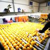 Narenciyede 900 milyon dolar ihracat hedefi Narenciyede 900 milyon dolar ihracat hedefi