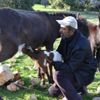 Eşeğin oğlağa annelik yapması şaşırttı Eşeğin oğlağa annelik yapması şaşırttı