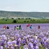 Zambak tarlaları turistlerin ilgi odağı oldu Zambak tarlaları turistlerin ilgi odağı oldu