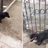 Demir parmaklıklara sıkışan köpeğin yardımına itfaiye koştu Demir parmaklıklara sıkışan köpeğin yardımına itfaiye koştu